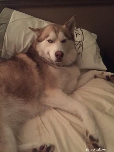 26 Pets Demonstrating Unexpected Bad Behavior