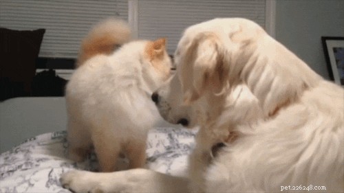 26 Pets Demonstrating Unexpected Bad Behavior