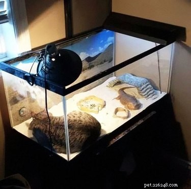 26 Pets Demonstrating Unexpected Bad Behavior