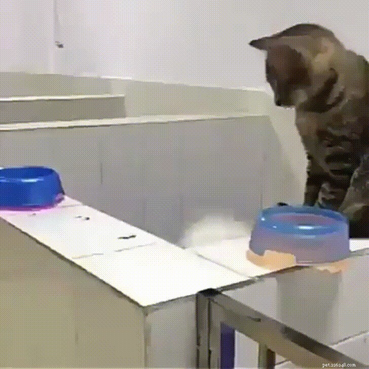 26 Pets Demonstrating Unexpected Bad Behavior