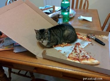 26 Pets Demonstrating Unexpected Bad Behavior