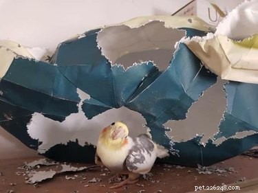 26 Pets Demonstrating Unexpected Bad Behavior