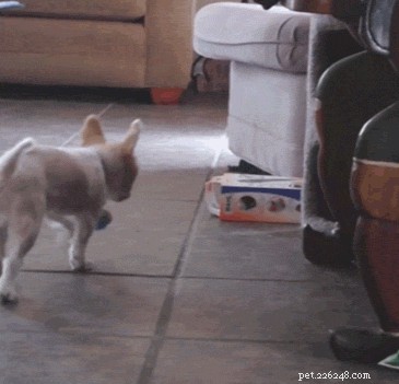 26 Pets Demonstrating Unexpected Bad Behavior