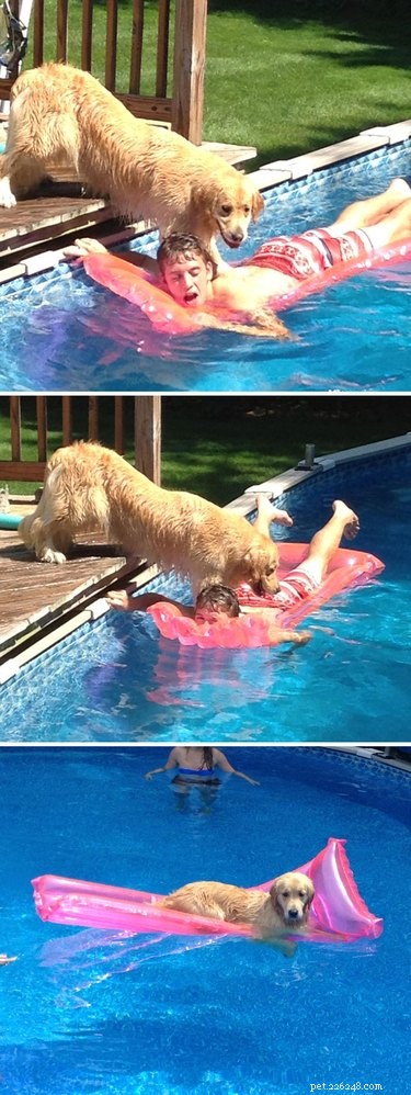 26 Pets Demonstrating Unexpected Bad Behavior