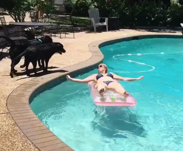 26 Pets Demonstrating Unexpected Bad Behavior