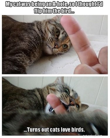 26 Pets Demonstrating Unexpected Bad Behavior