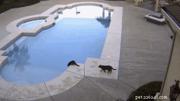 26 Pets Demonstrating Unexpected Bad Behavior