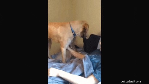26 Pets Demonstrating Unexpected Bad Behavior