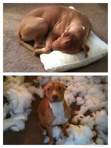 26 Pets Demonstrating Unexpected Bad Behavior