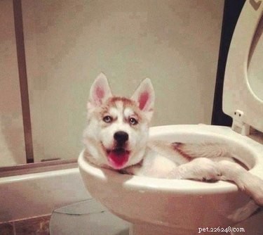 26 Pets Demonstrating Unexpected Bad Behavior