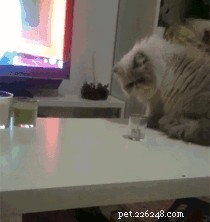 26 Pets Demonstrating Unexpected Bad Behavior