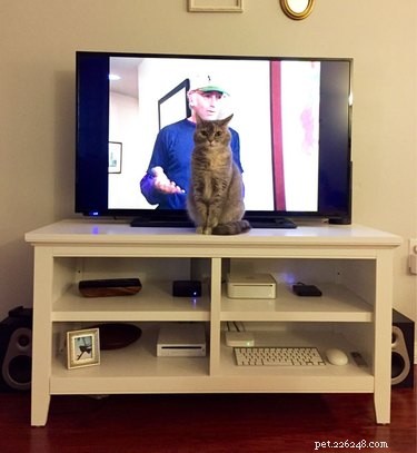 26 Pets Demonstrating Unexpected Bad Behavior