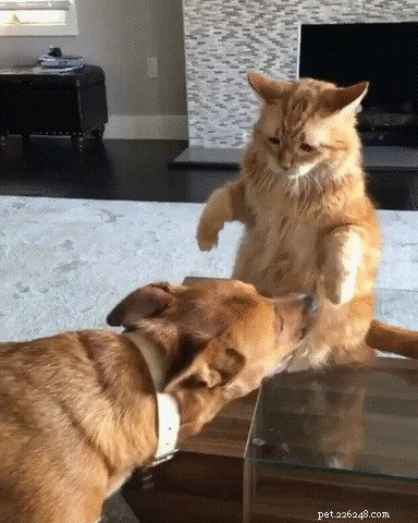 26 Pets Demonstrating Unexpected Bad Behavior