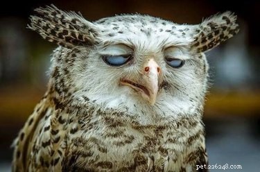 15 Of The Most Adorable Animals You ll Ever Encounter
