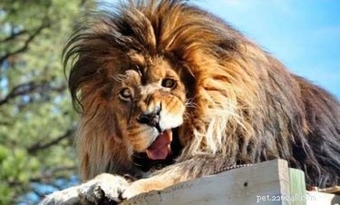 15 Of The Most Adorable Animals You ll Ever Encounter