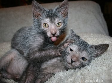 15 Of The Most Adorable Animals You ll Ever Encounter
