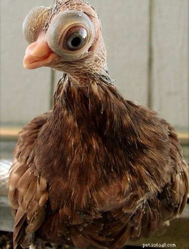 15 Of The Most Adorable Animals You ll Ever Encounter