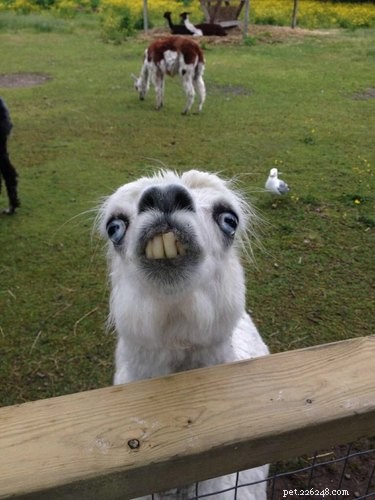 15 Of The Most Adorable Animals You ll Ever Encounter
