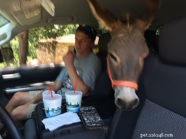 Survivor Shelters Pony in Honda Accord During Santa Rosa Wildfires