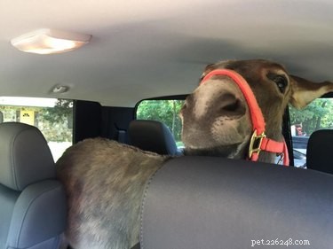 Survivor Shelters Pony in Honda Accord During Santa Rosa Wildfires