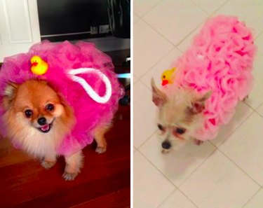 15 Surprising Animals That Look Just Like Other Things