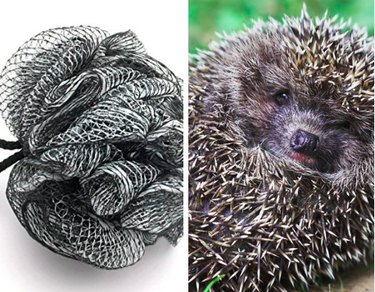 15 Surprising Animals That Look Just Like Other Things