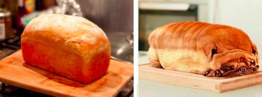 15 Surprising Animals That Look Just Like Other Things
