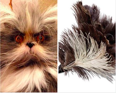 15 Surprising Animals That Look Just Like Other Things