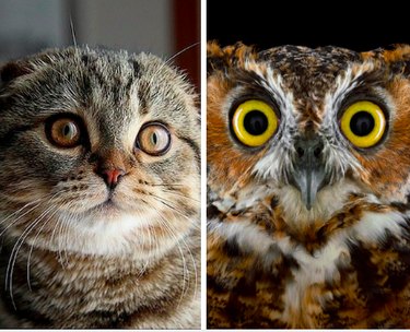 15 Surprising Animals That Look Just Like Other Things