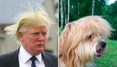 15 Surprising Animals That Look Just Like Other Things