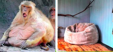 15 Surprising Animals That Look Just Like Other Things