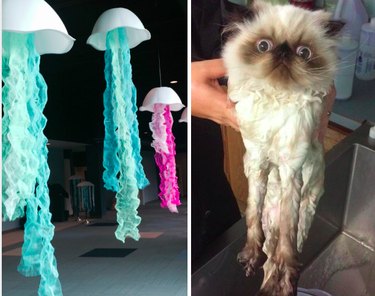 15 Surprising Animals That Look Just Like Other Things