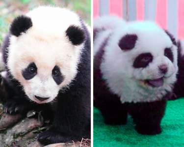 15 Surprising Animals That Look Just Like Other Things
