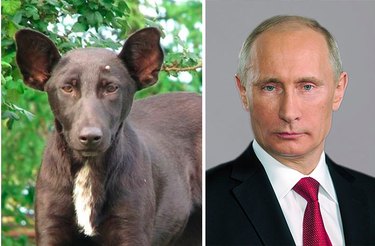 15 Surprising Animals That Look Just Like Other Things