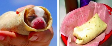 15 Surprising Animals That Look Just Like Other Things