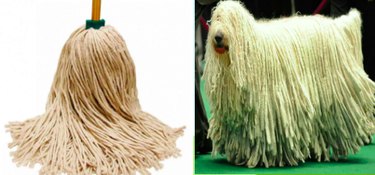 15 Surprising Animals That Look Just Like Other Things