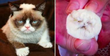 15 Surprising Animals That Look Just Like Other Things