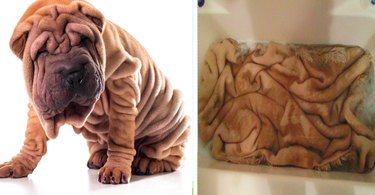15 Surprising Animals That Look Just Like Other Things