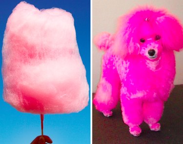 15 Surprising Animals That Look Just Like Other Things