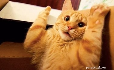 20 Hilarious Pet Reactions That Mirror Your Own Post Office Experience