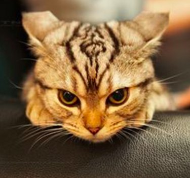20 Hilarious Pet Reactions That Mirror Your Own Post Office Experience