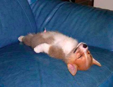 20 Hilarious Pet Reactions That Mirror Your Own Post Office Experience