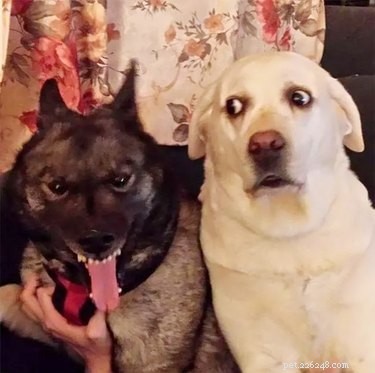 20 Hilarious Pet Reactions That Mirror Your Own Post Office Experience