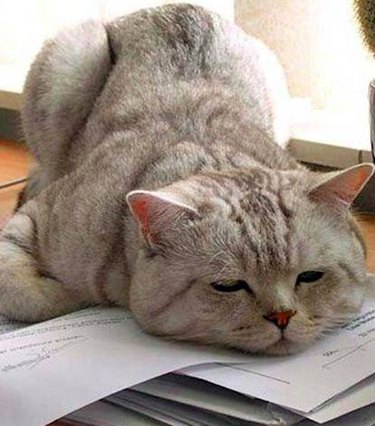 20 Hilarious Pet Reactions That Mirror Your Own Post Office Experience