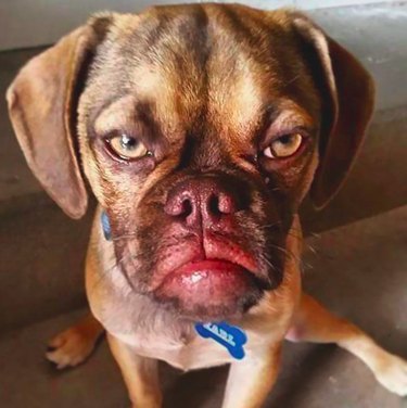 20 Hilarious Pet Reactions That Mirror Your Own Post Office Experience