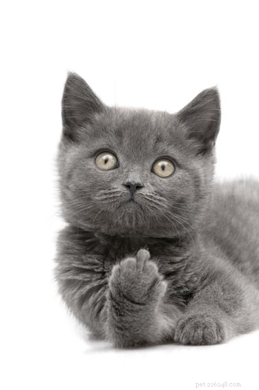 20 Hilarious Pet Reactions That Mirror Your Own Post Office Experience