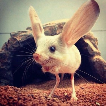 7 Key Facts About the Jerboa – The Desert Rodent You Didn t Know You Loved