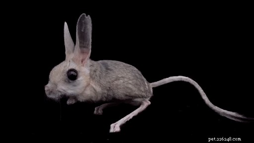 7 Key Facts About the Jerboa – The Desert Rodent You Didn t Know You Loved