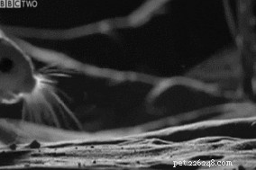 7 Key Facts About the Jerboa – The Desert Rodent You Didn t Know You Loved