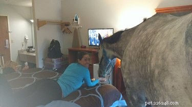 Woman Tries to Check Her Horse into a Hotel — Hotel’s Unexpected Response